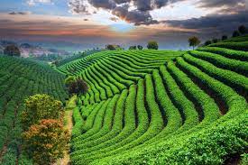 Longjing Tea Plantations 